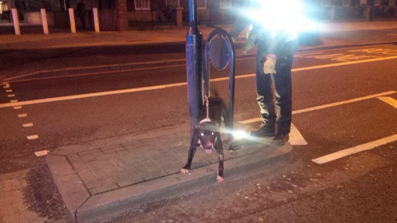 דאס פיט בול הינטל צוגעבינדן צום סטריט לעמפ