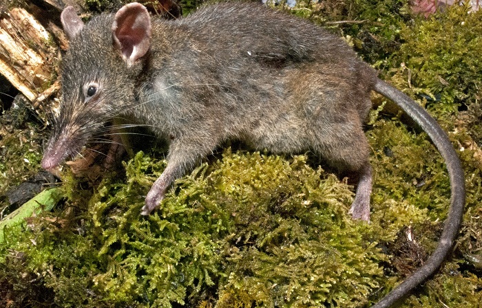 molarless-rat-120821.jpg