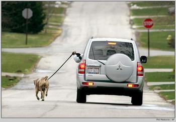 ער איז צו פויל צו וואקן די הינטל א יעדען טאג.