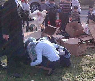 מ'שלאגט כפרות. זיי האבן נישט מורא.jpg