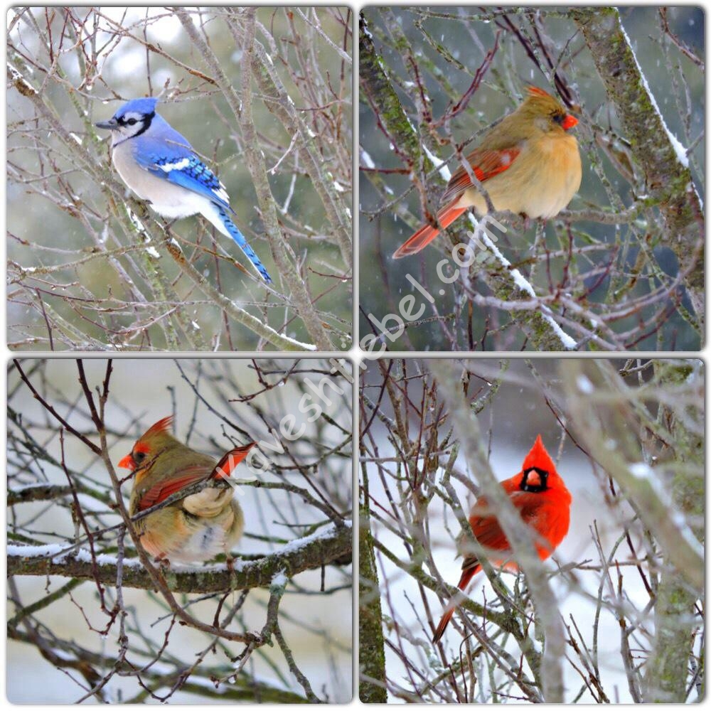 לכבוד שבת שירה