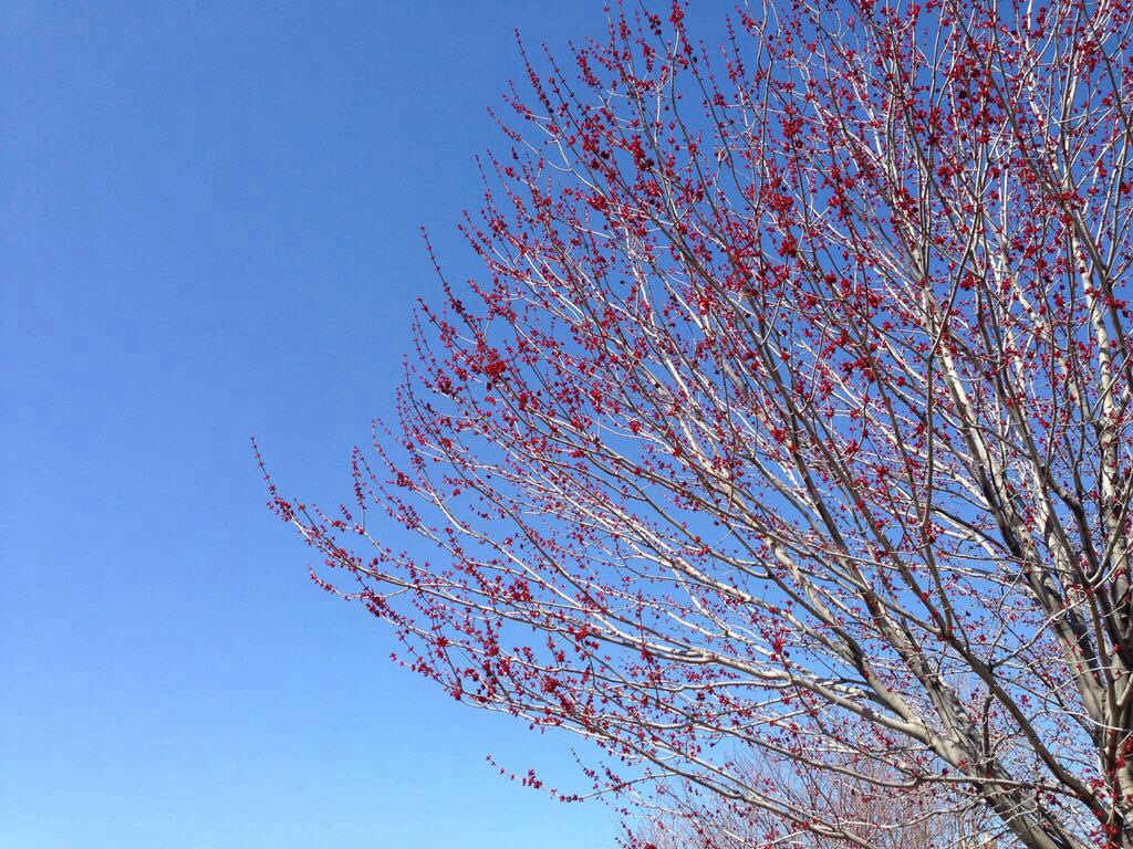 Trees budding against blue sky