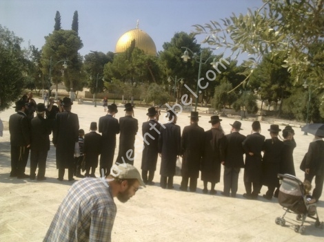 חרדים-בהר-הבית3.jpg