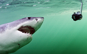 potd-shark-camera_3339047e.jpg