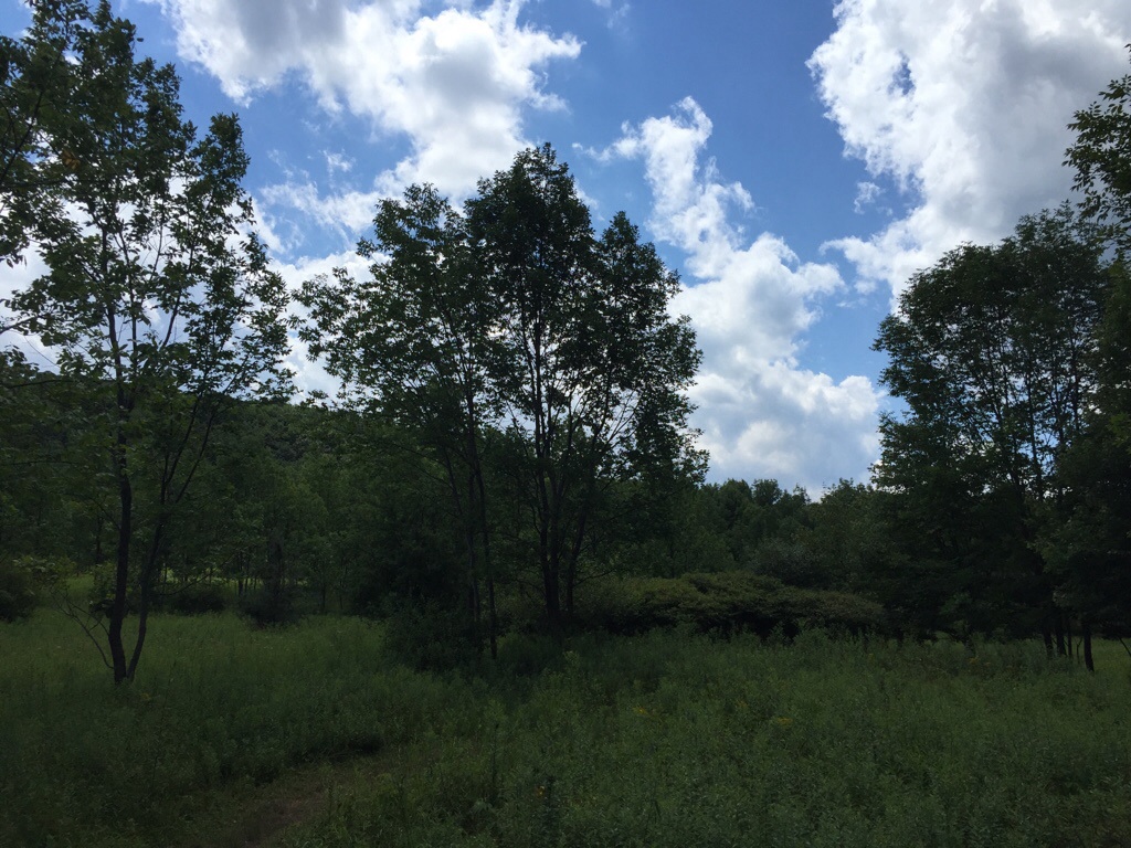 Walnut mountain trail view