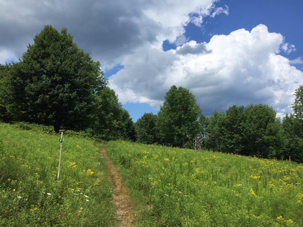 Walnut mountain trail view