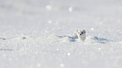 StoatWinter_EN-US8766454928_1920x1080.jpg