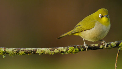 CapeWhiteEye_EN-US6716800133_1920x1080.jpg