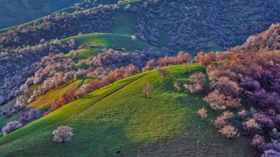 WildRedApricots_EN-US8947598479_1920x1080.jpg (340 KiB) געזען געווארן 4615 מאל WildRedApricots_EN-US8947598479_1920x1080.jpg
