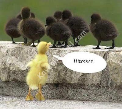 Copy of גזענות אפרוחית.jpg