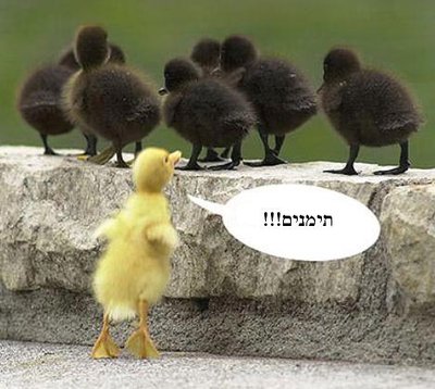 גזענות אפרוחית.jpg