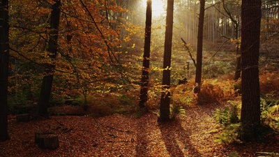 EnglishWoodland_CheshireUK_FF_768_HD_EN-US118703154.jpg