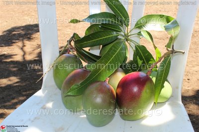 היימישע פרוכט.JPG