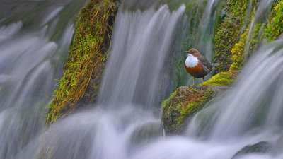 Dipper_EN-US11520051960_1920x1080.jpg