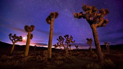 JoshuaTrees_EN-US10044021957_1920x1080.jpg