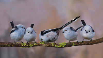 LongTailedBushtits_EN-US9123255134_1920x1080.jpg