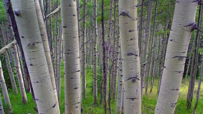 QuakingAspens_EN-US10051786378_1920x1080.jpg