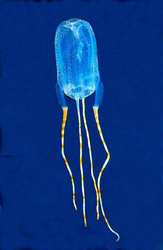 1-jellyfish.jpg