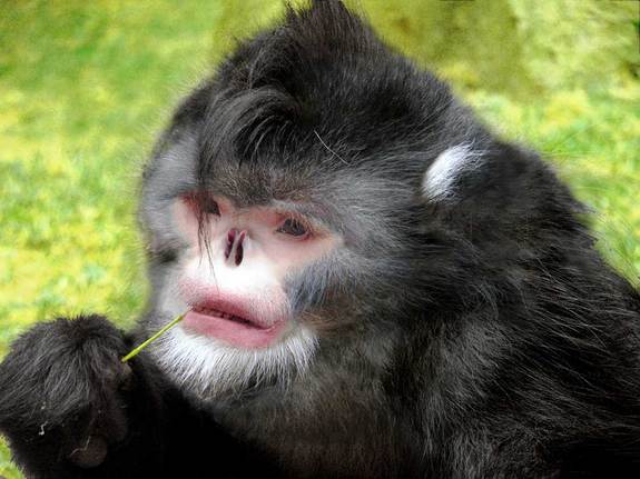 2-sneezing-monkey.jpg