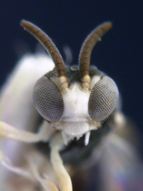 4-parasitic-wasp.jpg