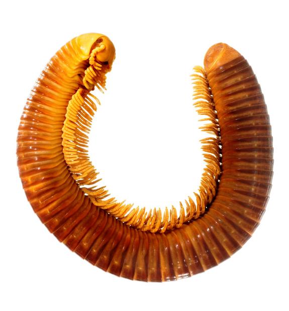 6-sausage-millipede.jpg