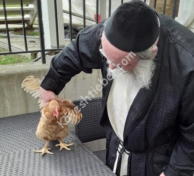 די עוף וואס מ'האט געוויזן פאר די שוחטים