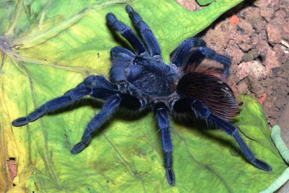 blue-tarantula.jpg