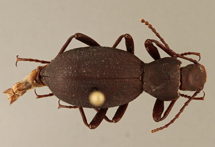 new-cave-beetle.jpg