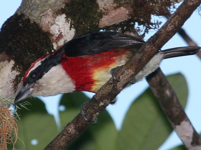 sira-barbet-120806-02.jpg