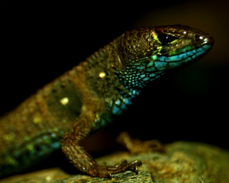 new-lizard-potamites-montanicola-side-120222-02.jpg