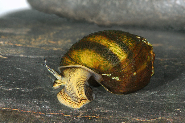 Leptoxis-compacta-ededited.jpg