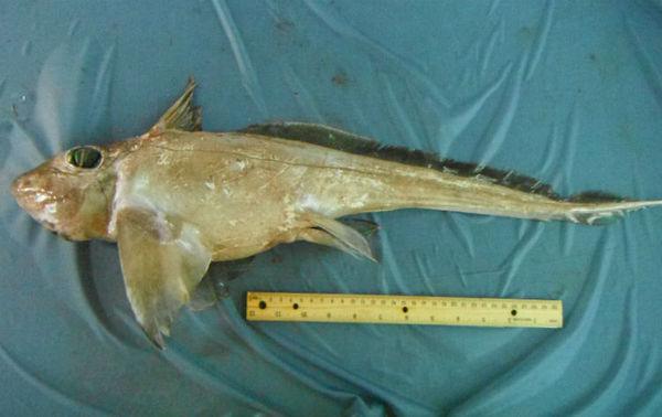 א שארק וואס מען האט א נאמען געגעבן "גאוסט (שד) שארק"